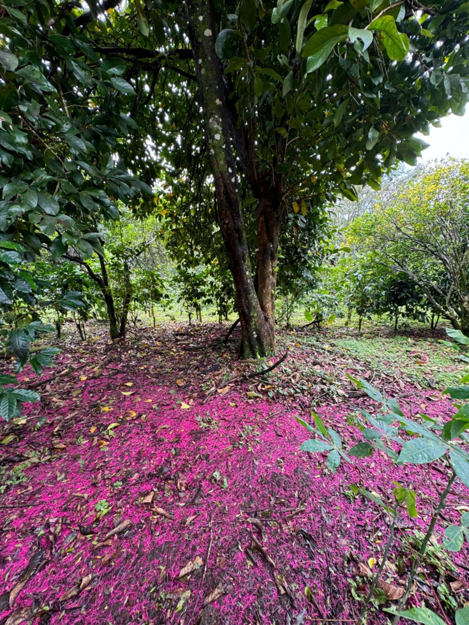Hotel Monte Santo Y Café à Monteverde Extérieur photo
